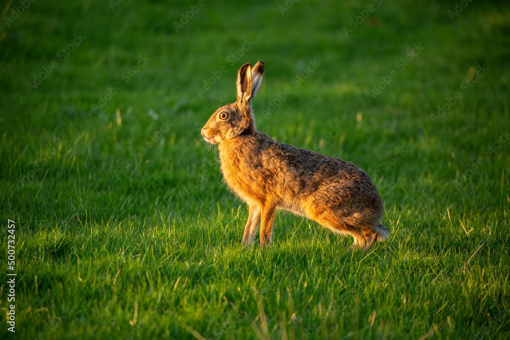 Obraz premium Hare evening light