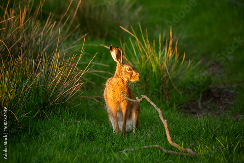 Hare in Light