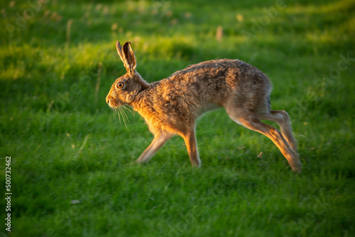 Hare Running