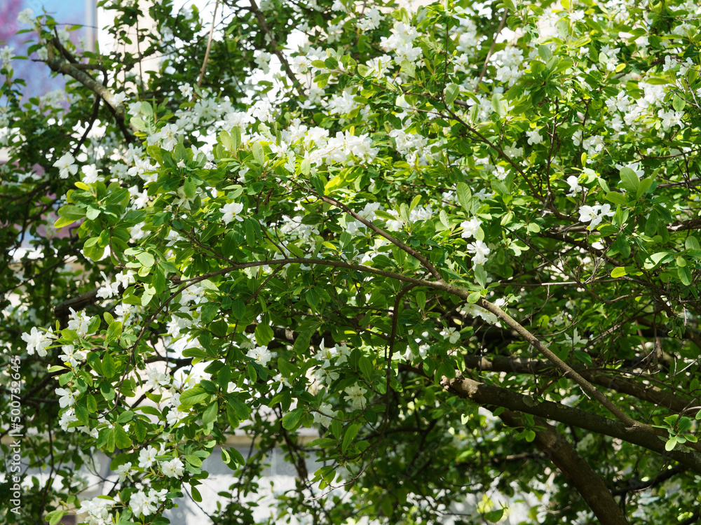 Exochorda giraldii | Wilson's pearl bush. Ornamental shrub with arched branches covered of racemes of white petaled flowers between obovate and mid-green leaves Exochorda giraldii | Wilson's pearl bush. Ornamental shrub with arched branches covered of racemes of white petaled flowers between obovate and mid-green leaves