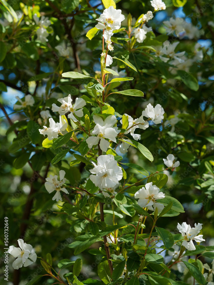 (Exochorda giraldii) Wilson's pearl bush. Hybrid variety of exochorda with a slightly arched erect habit, pure white fragrant flowers on stems with leaves and veins on reddish petioles