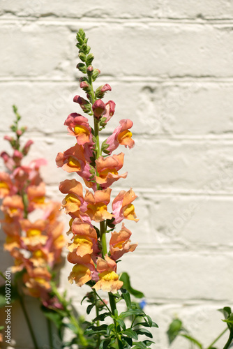 orange and pink Antirrhinum (or snapdragons) on an old painted brick wall