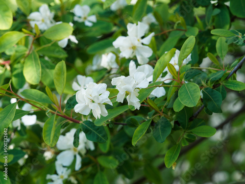 Wilson's pearlbush or Exochorda giraldii, spring flowering shrub with racemes of pure white petaled flowers in a medium green narrow foliage photo