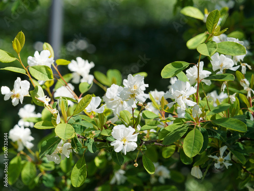 Wilson's pearlbush or Exochorda giraldii with narrow foliage and flowering in erect clusters of pure white flowers at the end of twigs