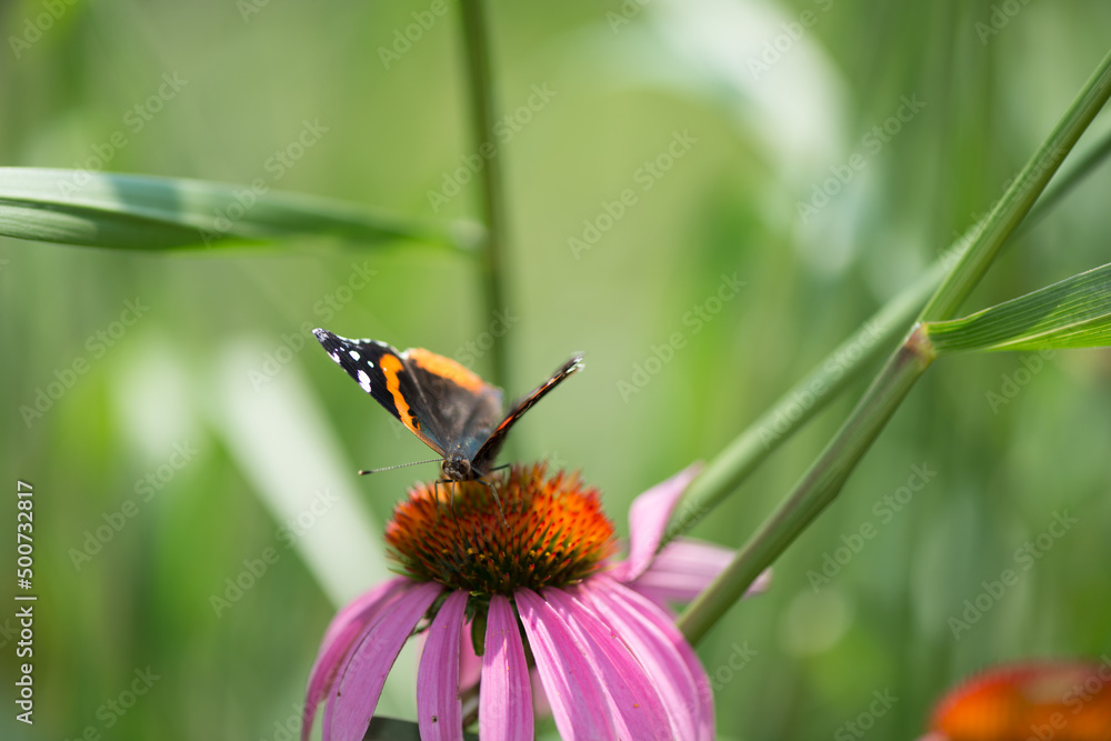 red admiral on a pink coneflower red admiral on a pink coneflower