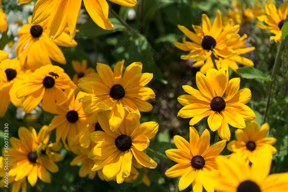yellow flowers in the garden yellow flowers in the garden