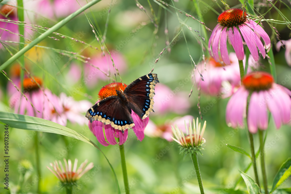 Nymphalis antiopa or mourning cloak (N.A.) on a coneflower Nymphalis antiopa or mourning cloak (N.A.) on a coneflower