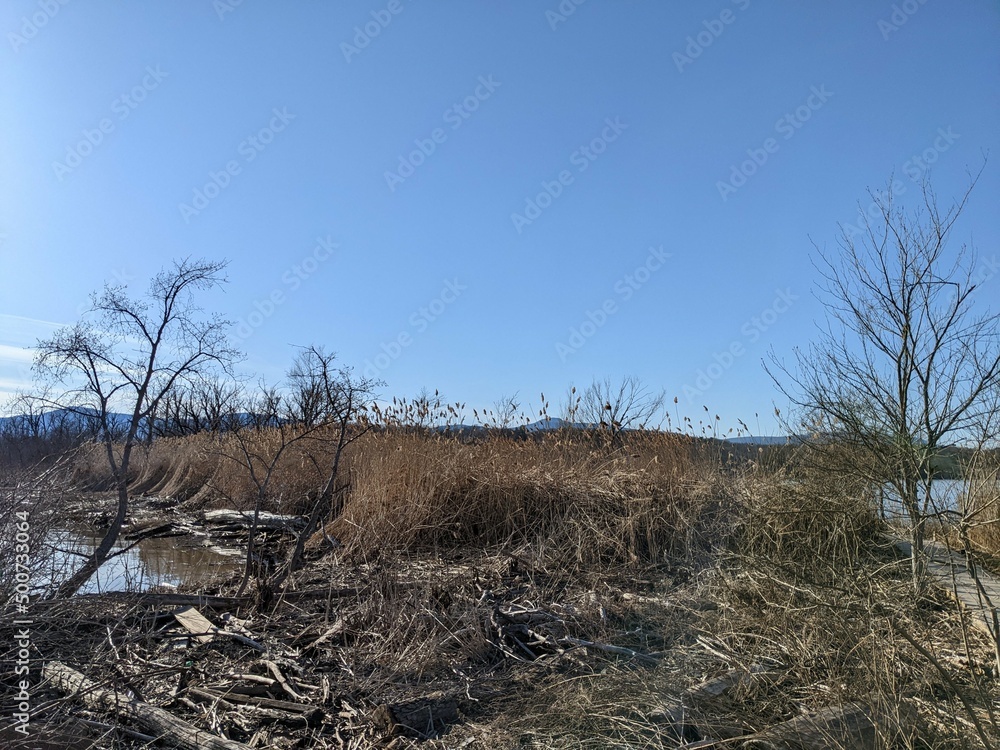 Swamp area by the Hudson River in Saugerties, NY - April 2022