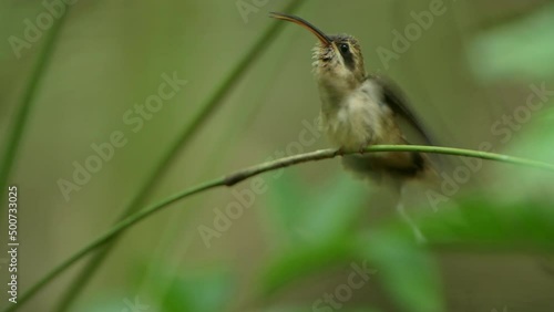 The long-billed hermit (Phaethornis longirostris) perched on a branch singing, Cerro Azul mountains, Panama, Central America
