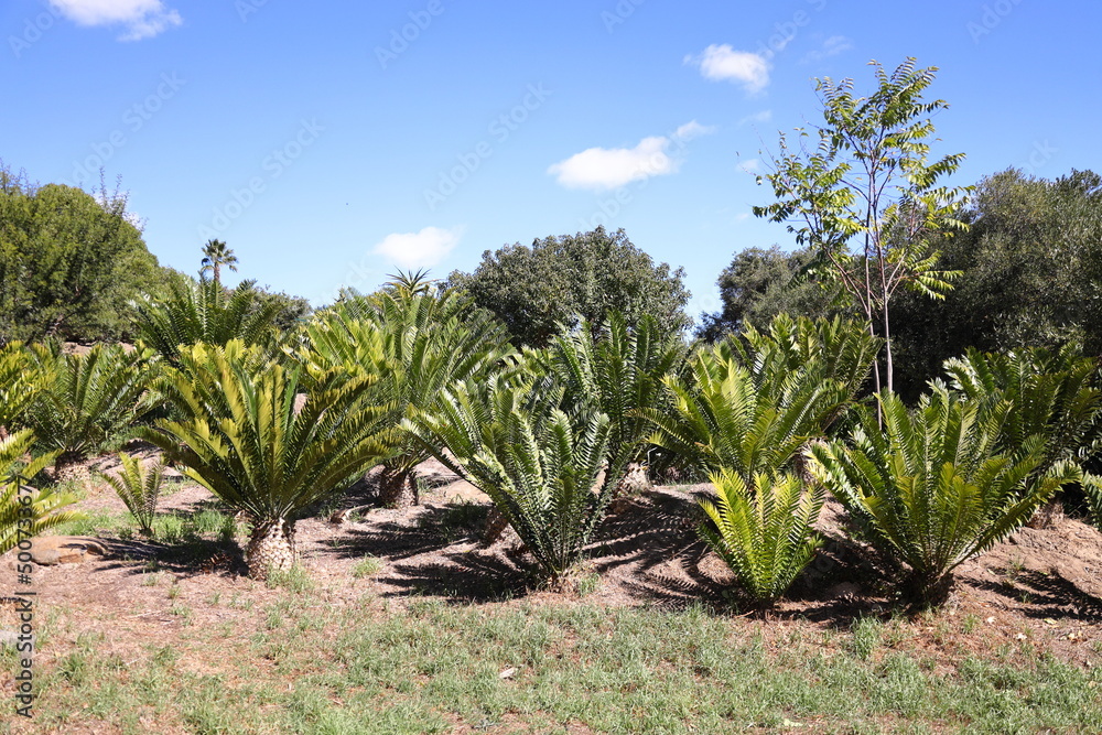 A group of Cycads in Majik Forest, Durbanville, South Africa
A group of Cycads in Majik Forest, Durbanville, South Africa