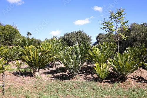 Wallpaper Mural A group of Cycads in Majik Forest, Durbanville, South Africa
 Torontodigital.ca