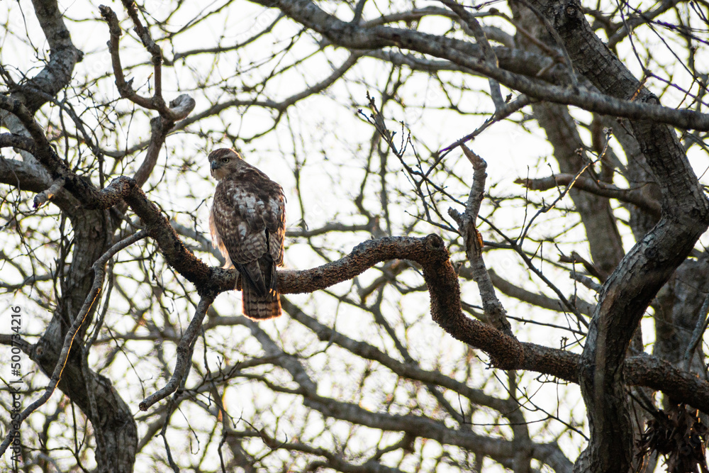 red tailed hawk red tailed hawk