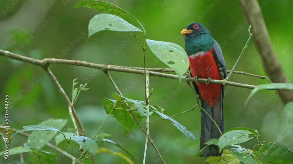 The black-tailed trogon (Trogon melanurus) It is found in Panama and northern South America, Pipeline road, Panama, Central America The black-tailed trogon (Trogon melanurus) It is found in Panama and northern South America, Pipeline road, Panama, Central America