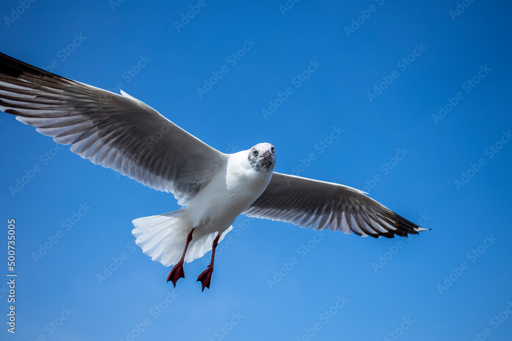 Obraz premium Seagull in the sky in Thailand.