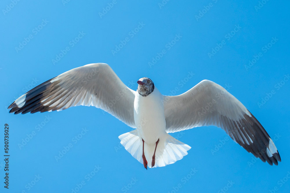 Fototapeta premium Seagull in the sky in Thailand.