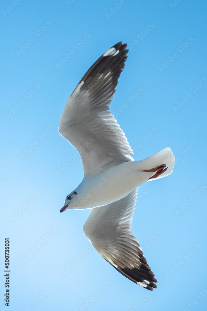 Seagull in the sky in Thailand. Seagull in the sky in Thailand.
