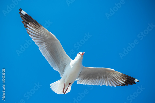 Seagull in the sky in Thailand.