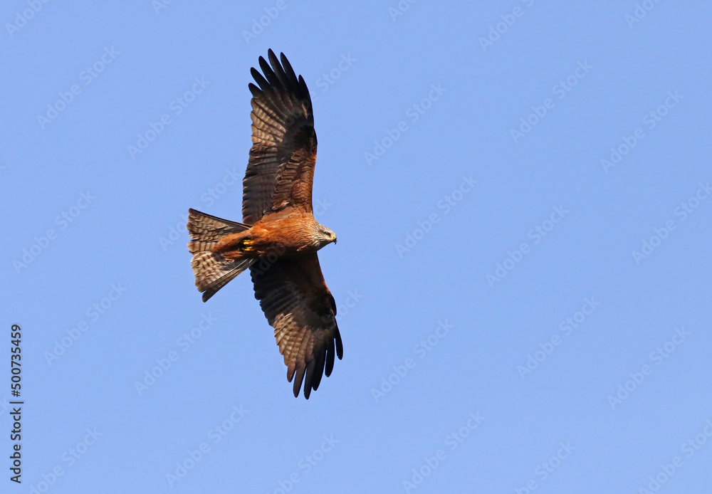 Obraz premium Beautiful adult red kite (Milvus milvus) in flight with blue sky background at the sunset. Flying bird of prey with vibrant colors and space for text. Taken in Spain.
