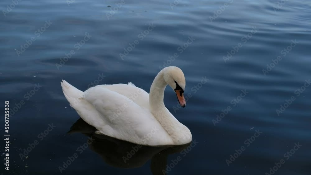 White swans with orange beak and ducks swim in the lake on blue water background. Magical landscape with wild bird and reflection in water. White swans with orange beak and ducks swim in the lake on blue water background. Magical landscape with wild bird and reflection in water.