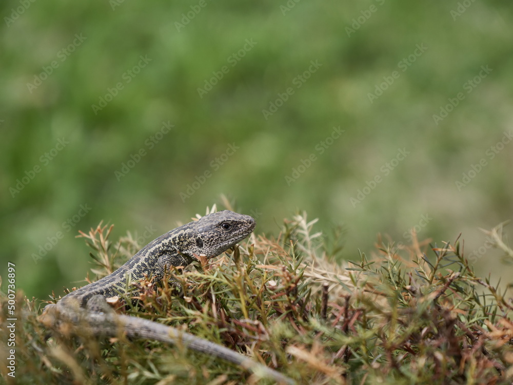 lizard on a stone lizard on a stone