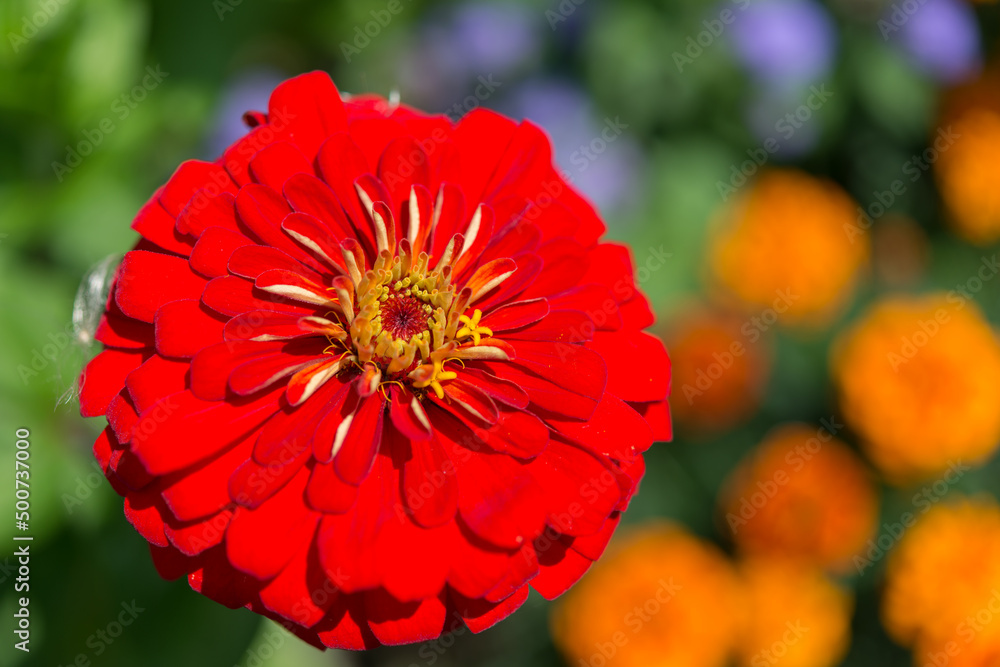 bright red zinnia flower close up (with out of focus marigolds) bright red zinnia flower close up (with out of focus marigolds)