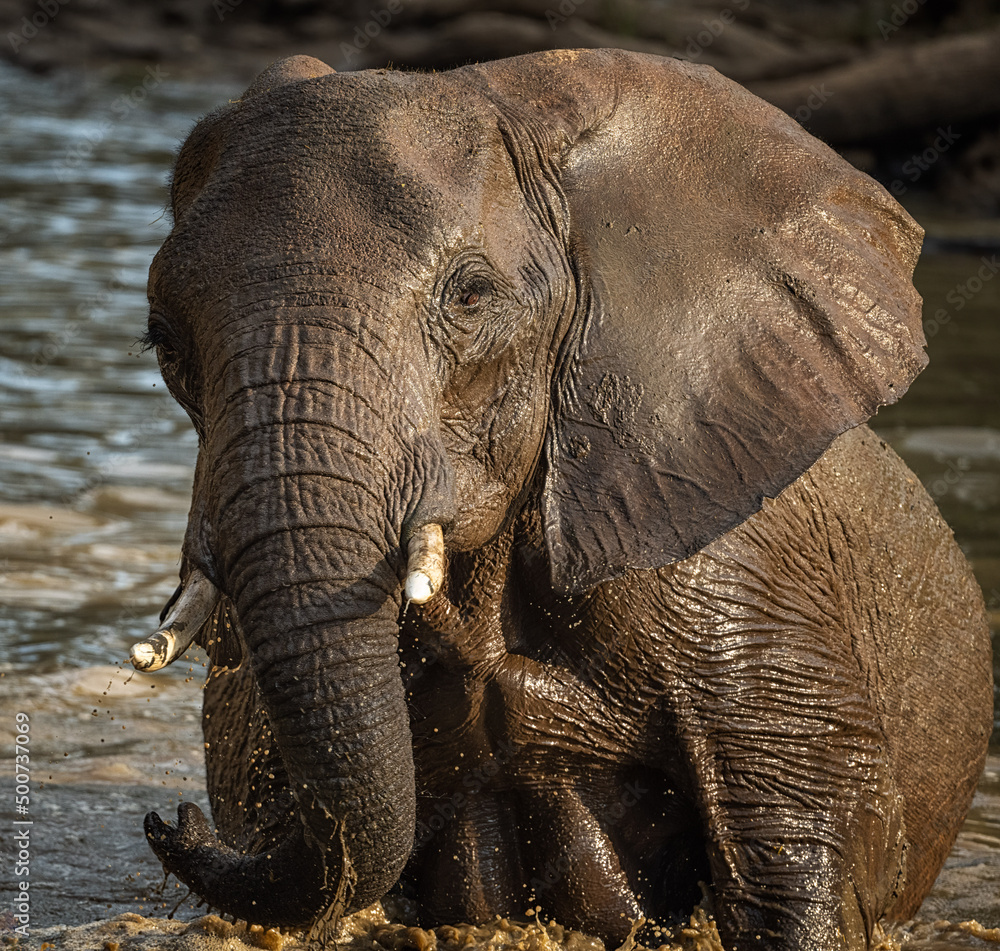 Fototapeta premium Photo Safari