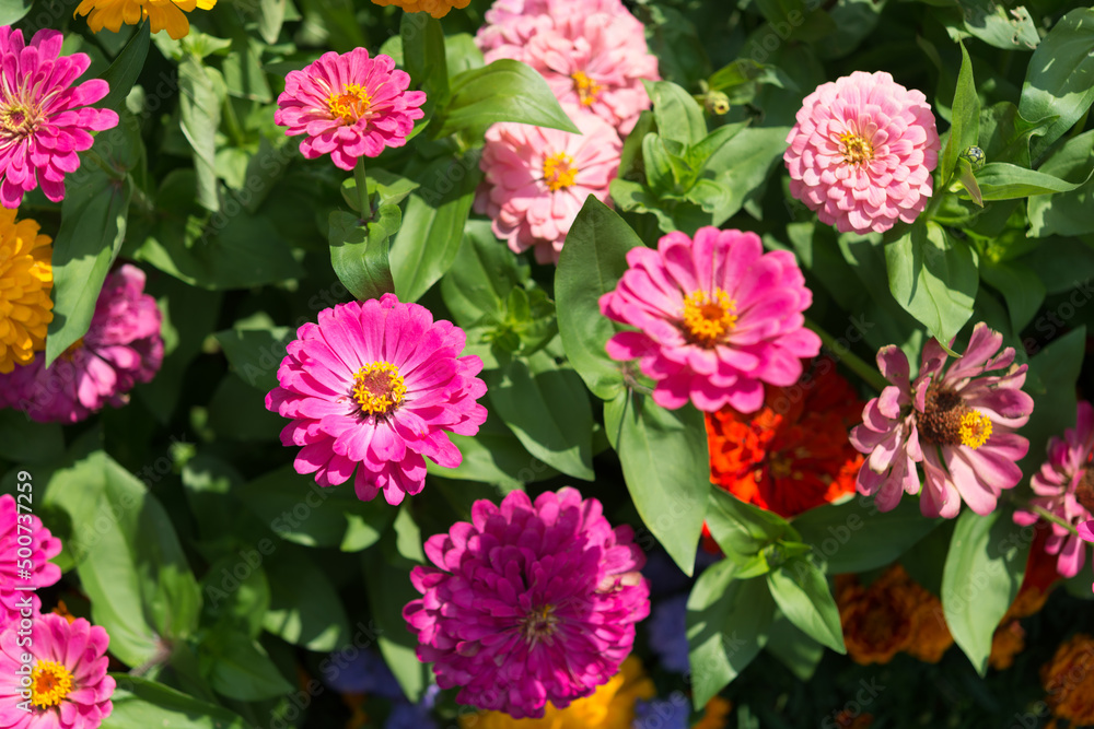 zinnia blossoms in various shades of pink zinnia blossoms in various shades of pink