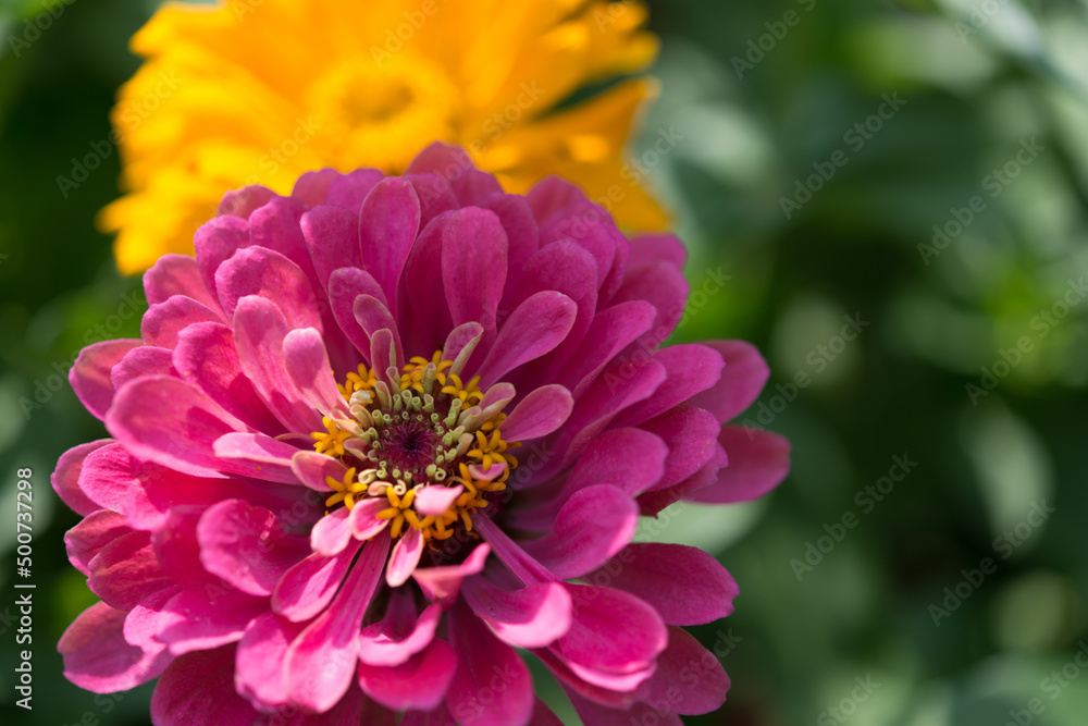 pink and yellow orange zinnia blossoms in the garden pink and yellow orange zinnia blossoms in the garden