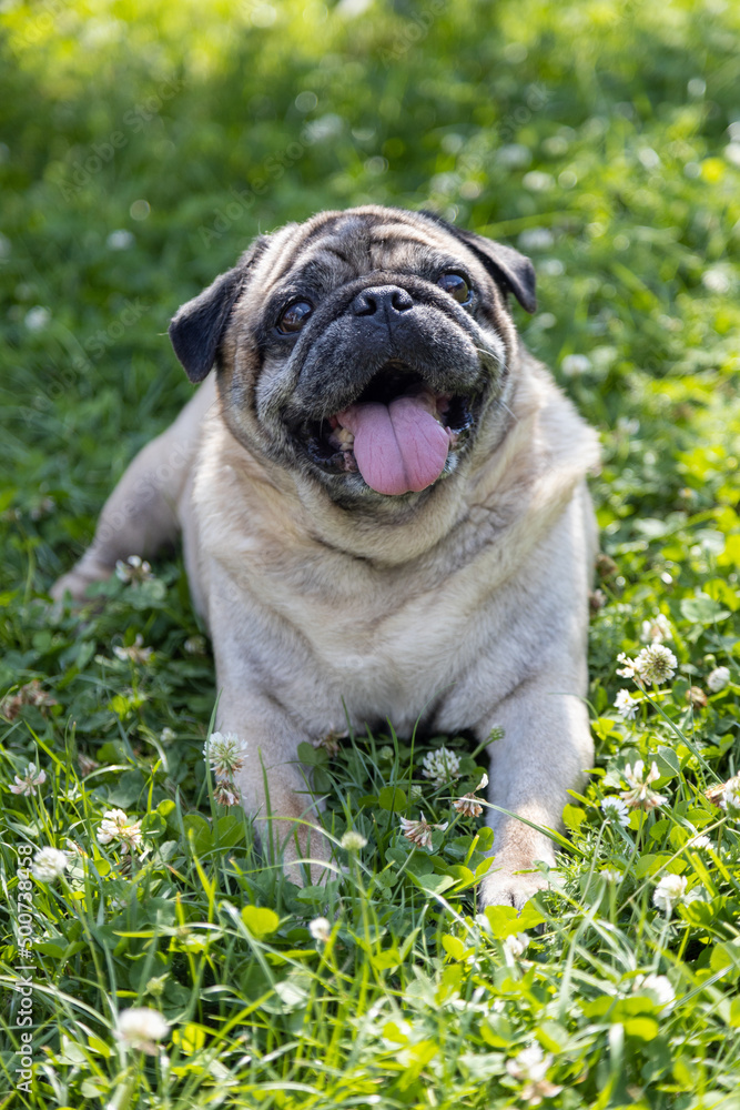 A pug sits on a meadow and watches the area