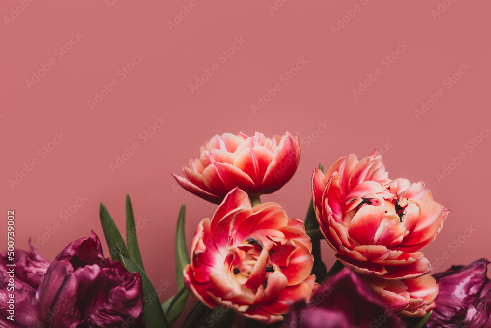 Fototapeta premium Beautiful Bunch of Peony and Parrot Style Tulips in the Vase on the dusty pink background, spring holiday concept, copy space