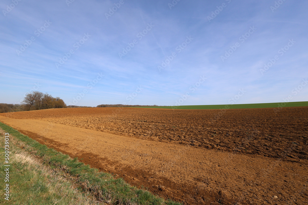 Spring landscape. Plowed and sown field in the spring