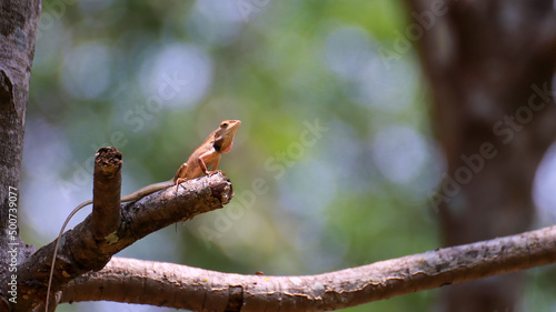 Thai chameleon on a tree with blurred green bokeh background