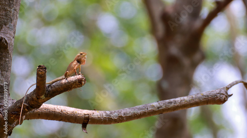 Thai chameleon on a tree with blurred green bokeh background
