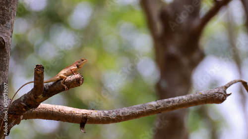 Thai chameleon on a tree with blurred green bokeh background