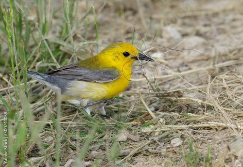 Prothonotary Warbler (Protonotaria citrea) female collecting nesting material, Brazos Bend State Park, Needville, Texas, USA.