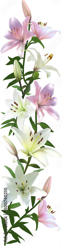 isolated vertical stripe from light lilies