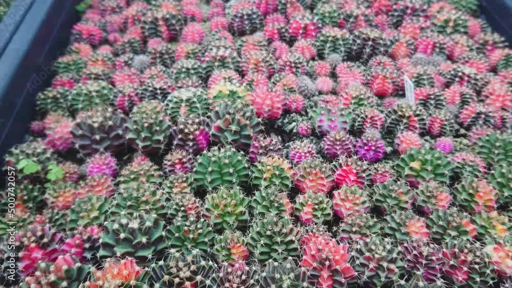 Beautiful variety of different shapes and size of cactus plants in flower tray for indoor Cactus nursery. tilt up shot. Beautiful variety of different shapes and size of cactus plants in flower tray for indoor Cactus nursery. tilt up shot.