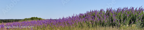 violet wildflowers in field under clear sky