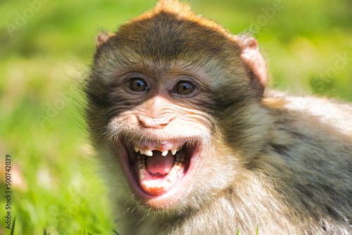 barbary macaque
Berber affe photo