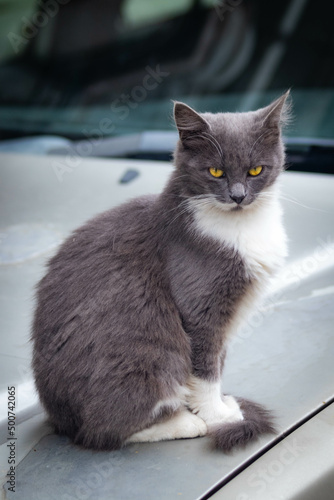 cat on the window