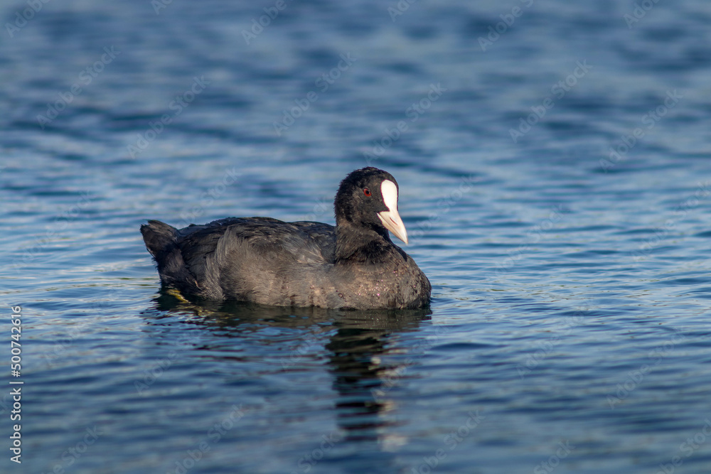 Fototapeta premium black and white duck
