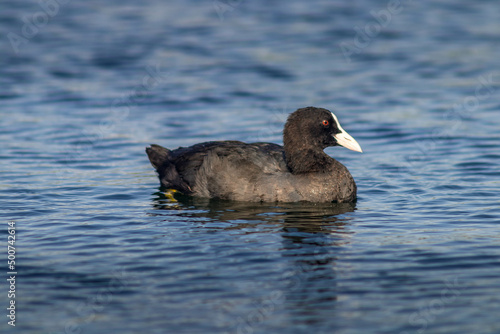 black headed duck