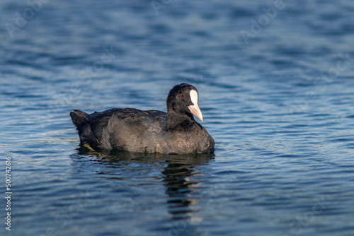 black and white duck