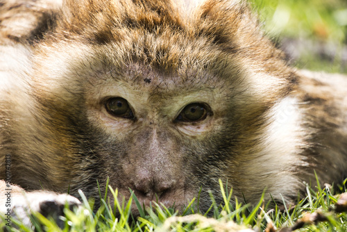 barbary macaque
Berber affe photo