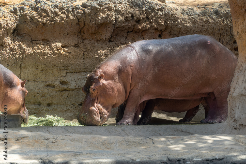 Fototapeta premium A common hippopotamus (Hippopotamus amphibius) close up eating