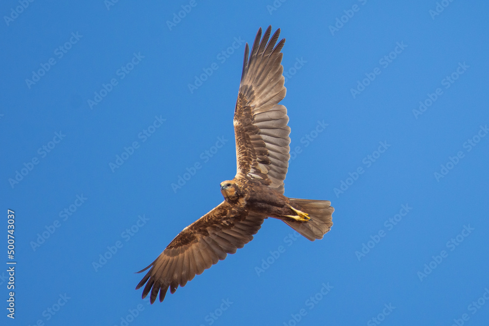 Obraz premium A western marsh harrier (Circus aeruginosus) in the middle east in flight
