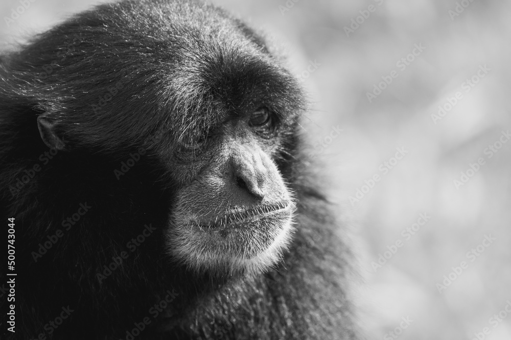 Siamang (Symphalangus syndactylus) a loud black gibbon from Thailand, Malaysia and Indonesia Siamang (Symphalangus syndactylus) a loud black gibbon from Thailand, Malaysia and Indonesia
