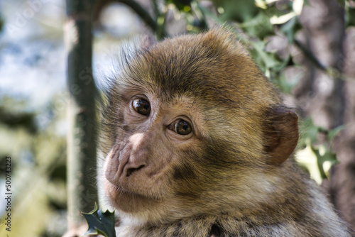 Canvastavla barbary macaque
Berber affe