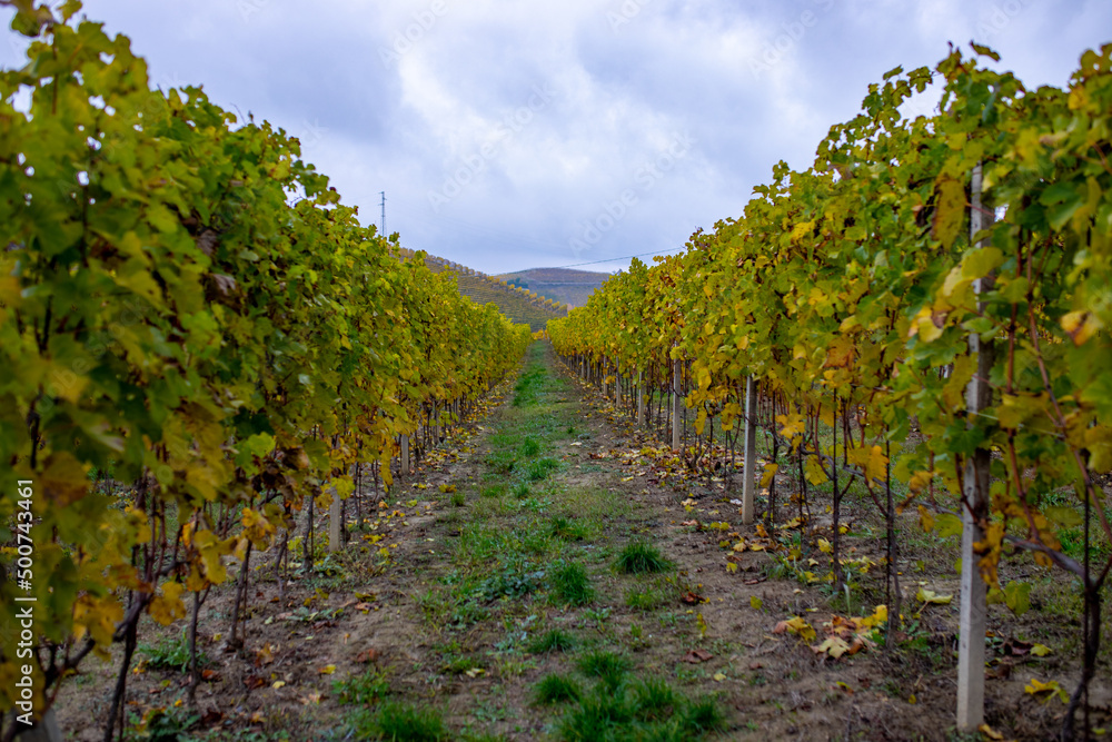 The vineyard during the autumn period in the Piedmont hills in the province of Alba.