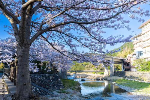 桜咲く春の長門湯本温泉